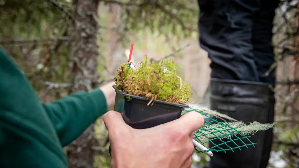 Close-up of hands in forest passing a planting container with moss.