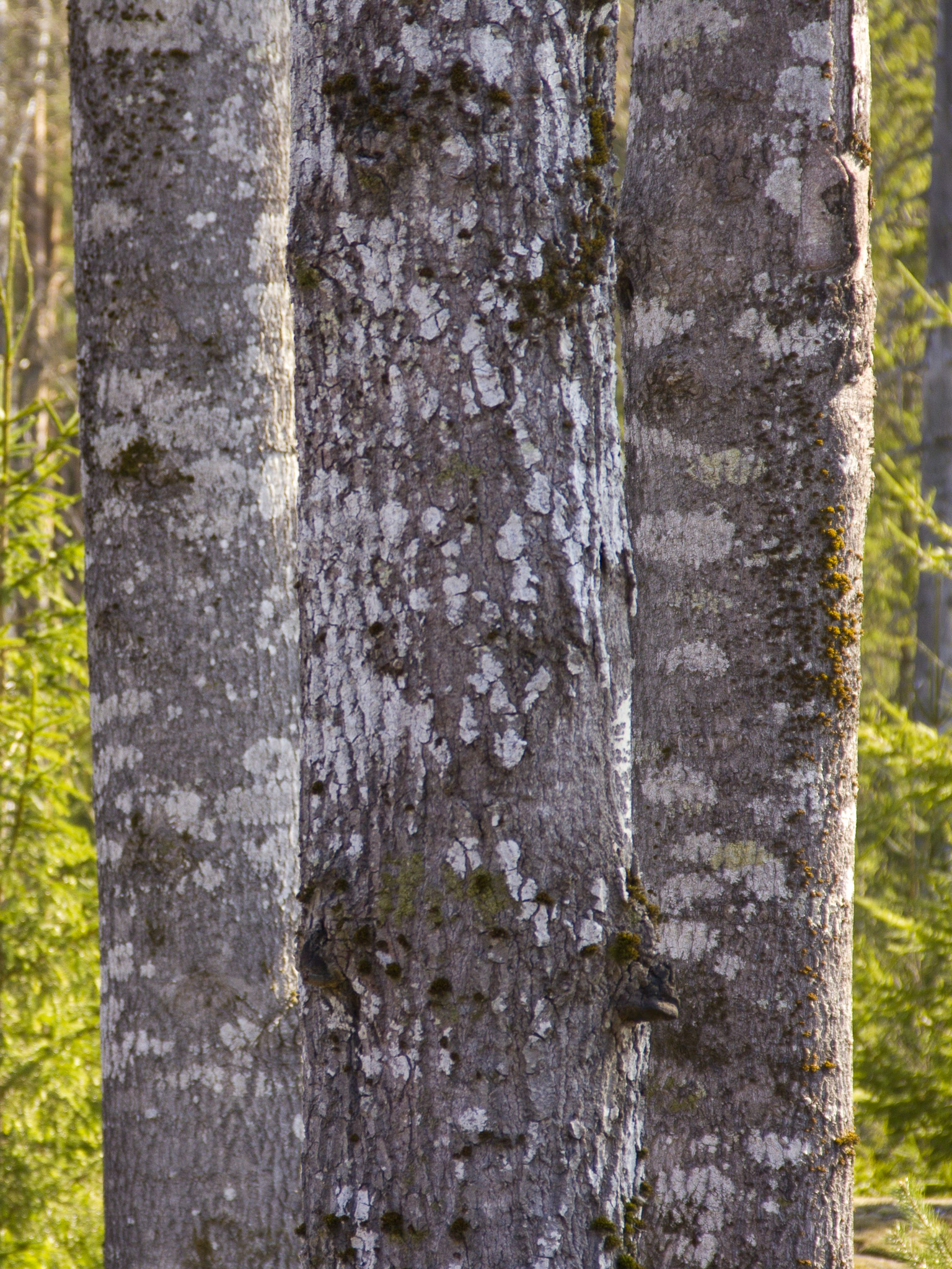 The function of tree retention for biodiversity