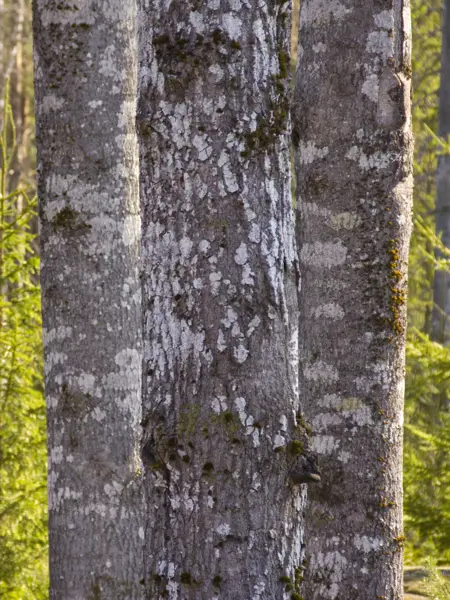 Epifytiska lavar på stammen av en asp.