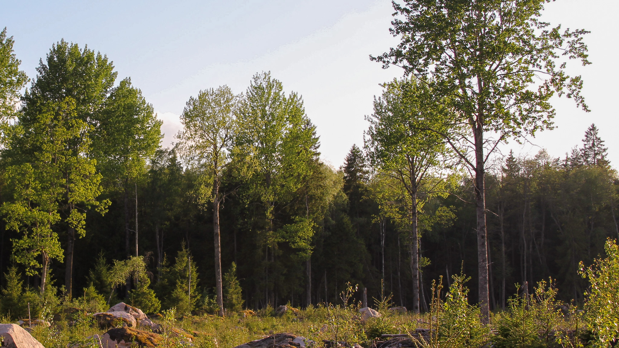 Aspträd som lämnats kvar som hänsynsträd i ett avverkat skogsområde.