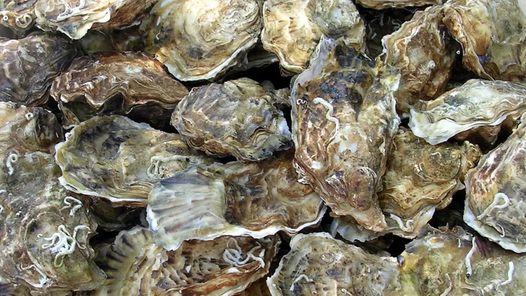 Oyster shells.