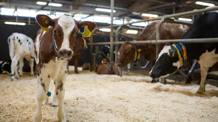 The picture shows a calf in a cowshed