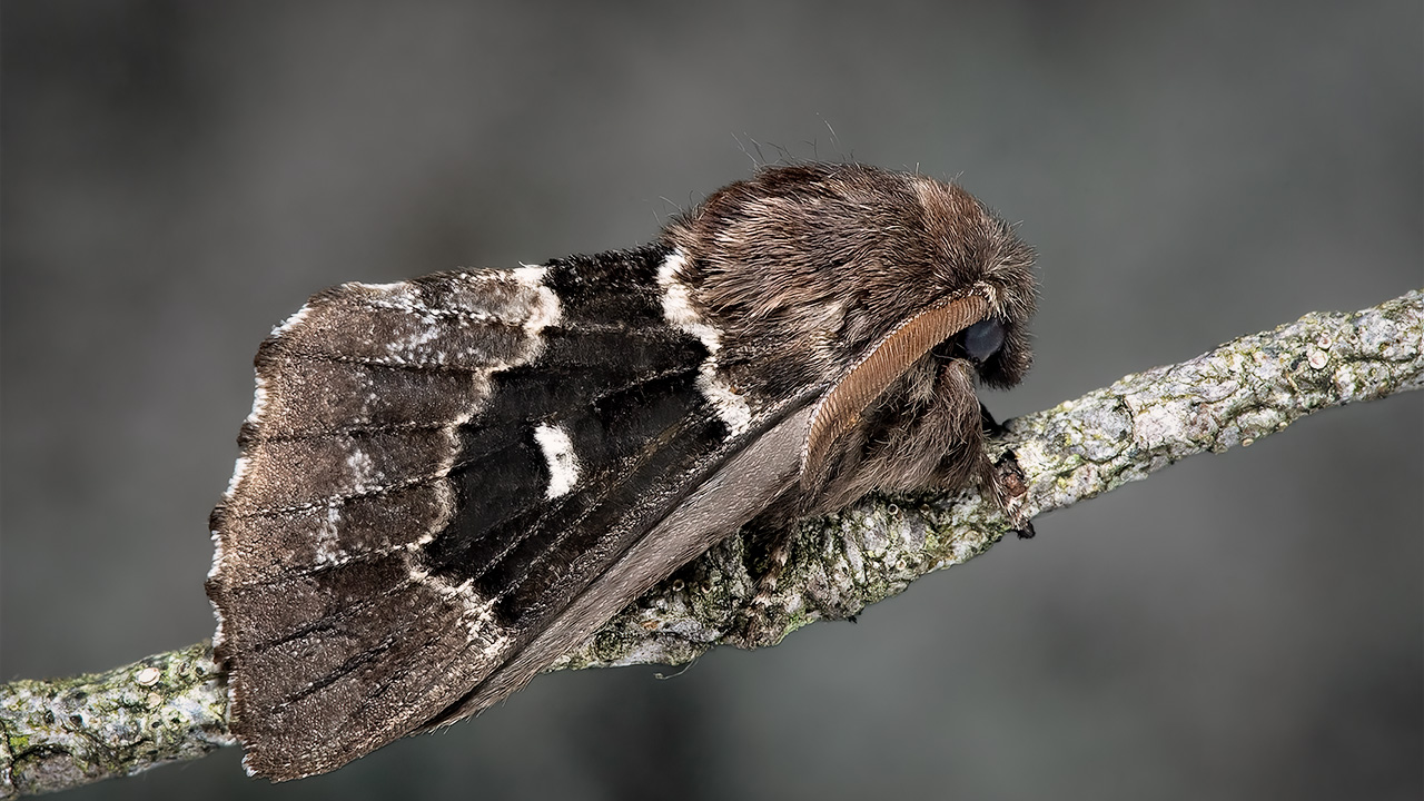 Brun fjäril på en gren. Foto