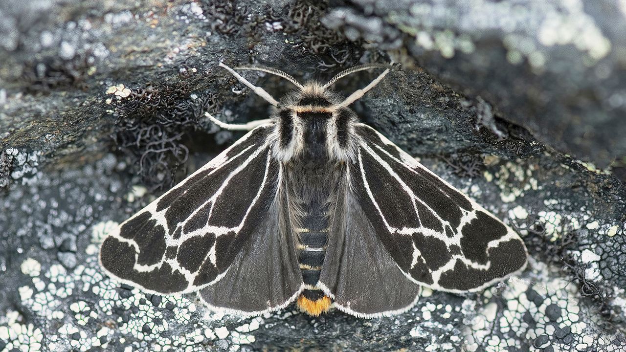 Närbild av en fjäril som sitter på en stenyta täckt av lavar. Fjärilen har mörka vingar med ljusa, kontrasterande linjer som bildar ett nätlikt mönster. Kroppen är mörk med ljusa hårband och ett litet orange fält syns vid bakkroppens spets. Foto