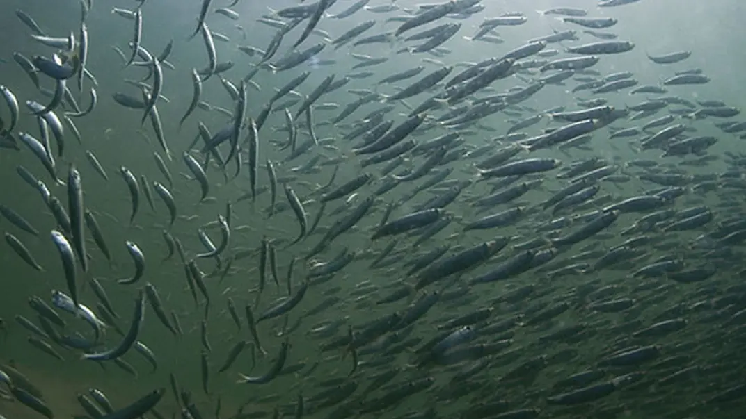 herring