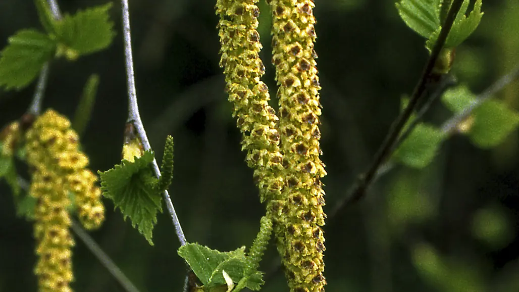 Bilden visar en gren av björk med nyutslagna löv och hängen.