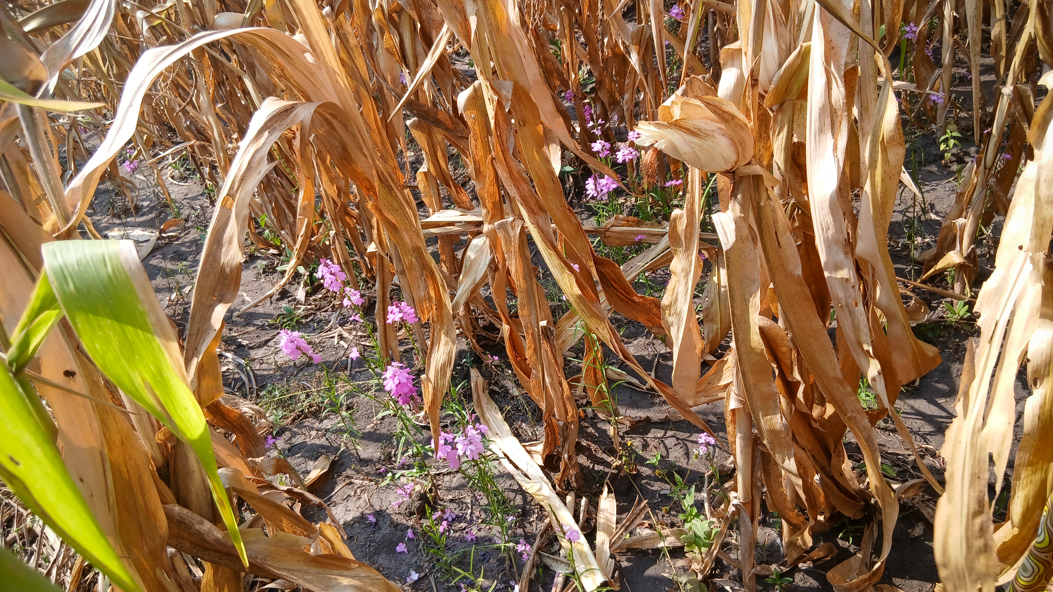 Närbild på två olika slags växer som växer brevid varandra. Foto.