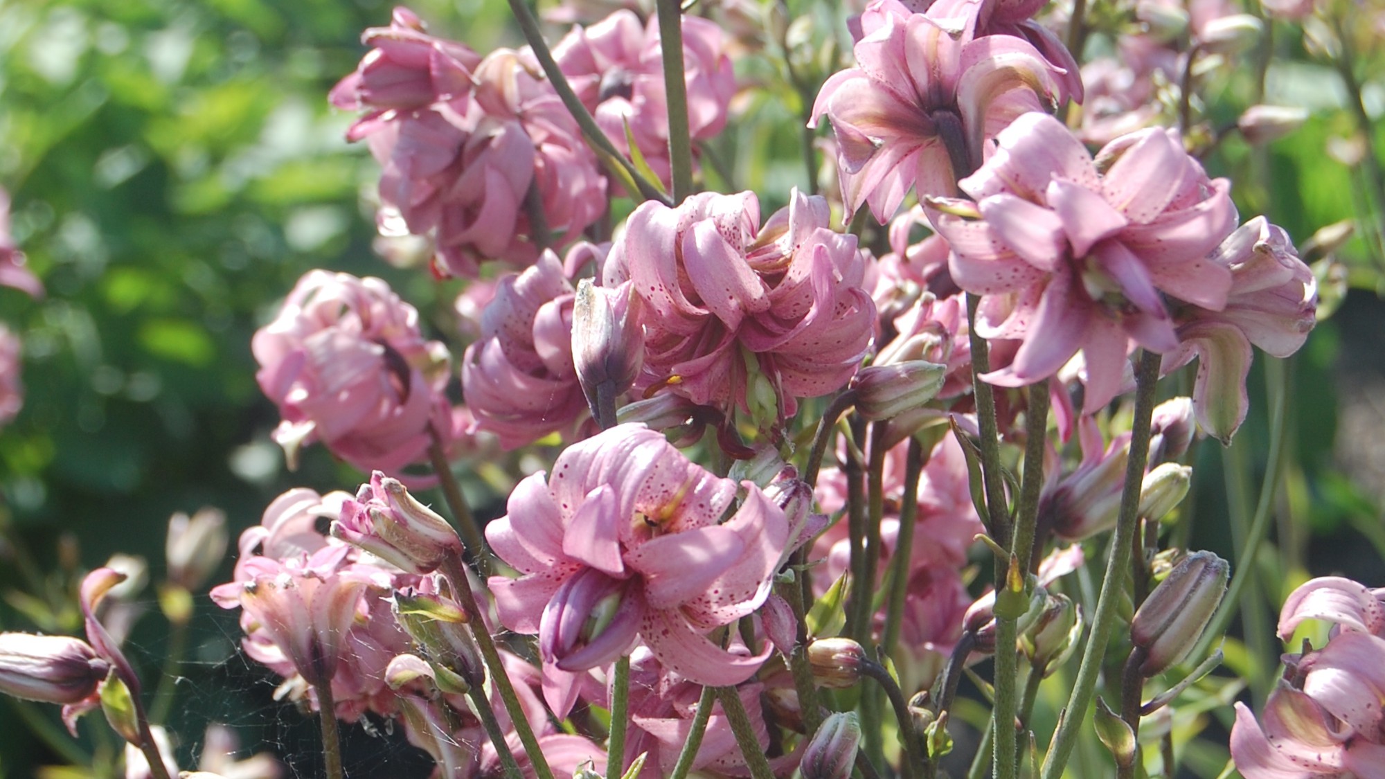 Foto av Grönt kulturarv®s krolliljan 'Kallmora'. I bild syns många laxfärgade dubbla blommor med bakåtkrullade blomblad med röda prickar på insidan. I bakgrunden syns fler blommor grön växtlighet.