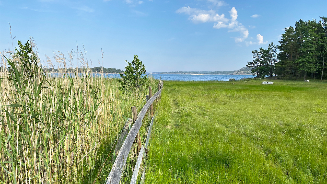 En öppen havsstrandäng med gröna gräsytor och en låg trästaketlinje som löper diagonalt genom bilden. Till vänster står ett tätt bestånd av höga vassliknande växter, och till höger breder en öppen gräsyta ut sig. I bakgrunden syns vatten med låga vågor och skogsklädda öar. Himlen är klarblå med enstaka moln. Foto