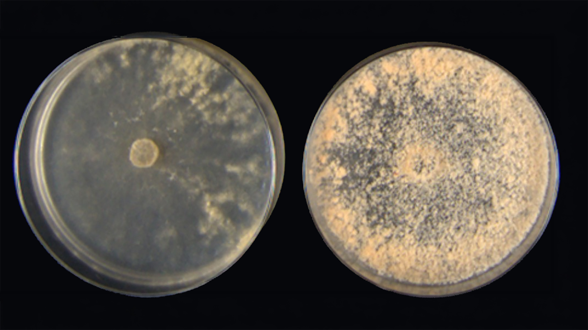 Two Petri dishes with a lot of hyphae growing in the right one and a little in the left one. Photo.