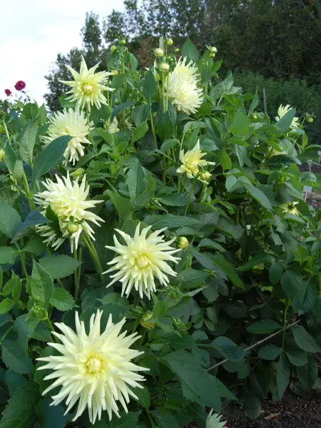Foto av Grönt kulturarv®s dahlian 'Sonora'. Fotot visar mycket av kaktusdahlians gröna bladverk, där stora ljust pastellgula blommor syns både längst ner och hela vägen upp ovanför bladen. I bakgrunden syns en vithimmel och grönska från träd.