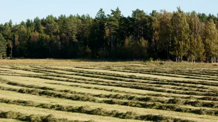 Hösträngar med skog i bakgrunden.