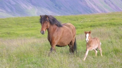 Foto av en islandshäst med föl utomhus i fria vidder.