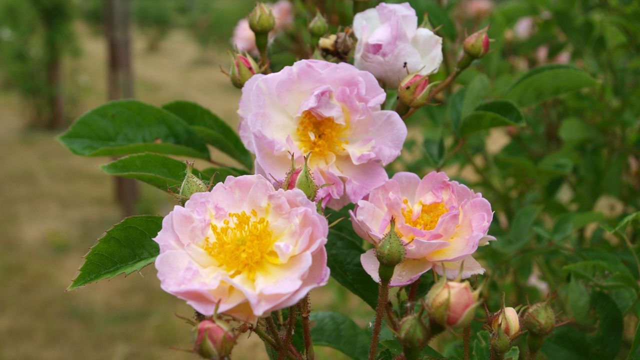 Närbild av Grönt kulturarvs-rosen 'Agda'. Tre fullt utslagna blommor som går i rosa och vitt med skarpt gula pistiller tillsammans med ännu outslagna knoppar. I bakgrunden syns stolpar med fler klätterrosor.