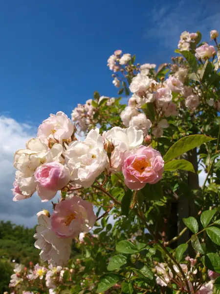 närbild av Gröntkulturarv®s rosen 'Agda'. Rikligt blommande med halvfyllda blommor som går från rosa-ljusrosa och över i vitt. Det gröna bladverket med taggfria grenar syns tydligt mot blå himmel i bakgrunden