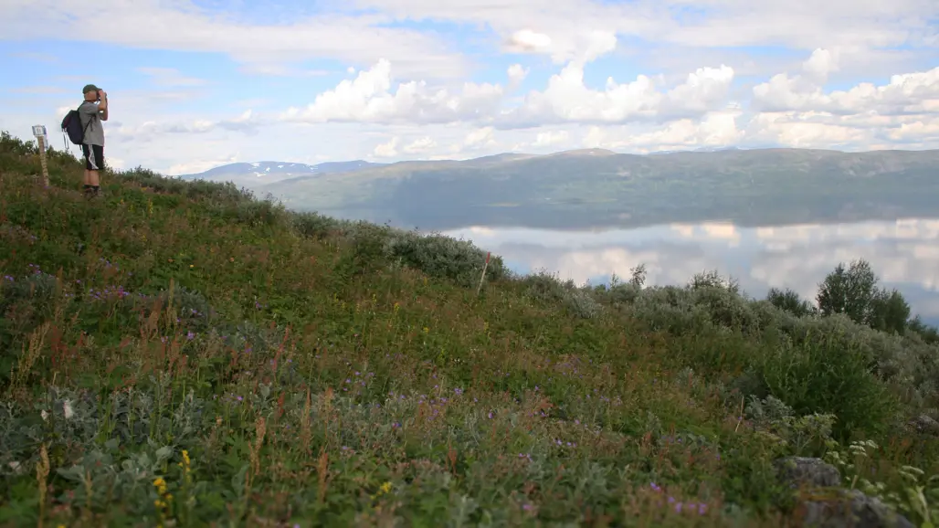 en man tittar ut över ett fjällandskap