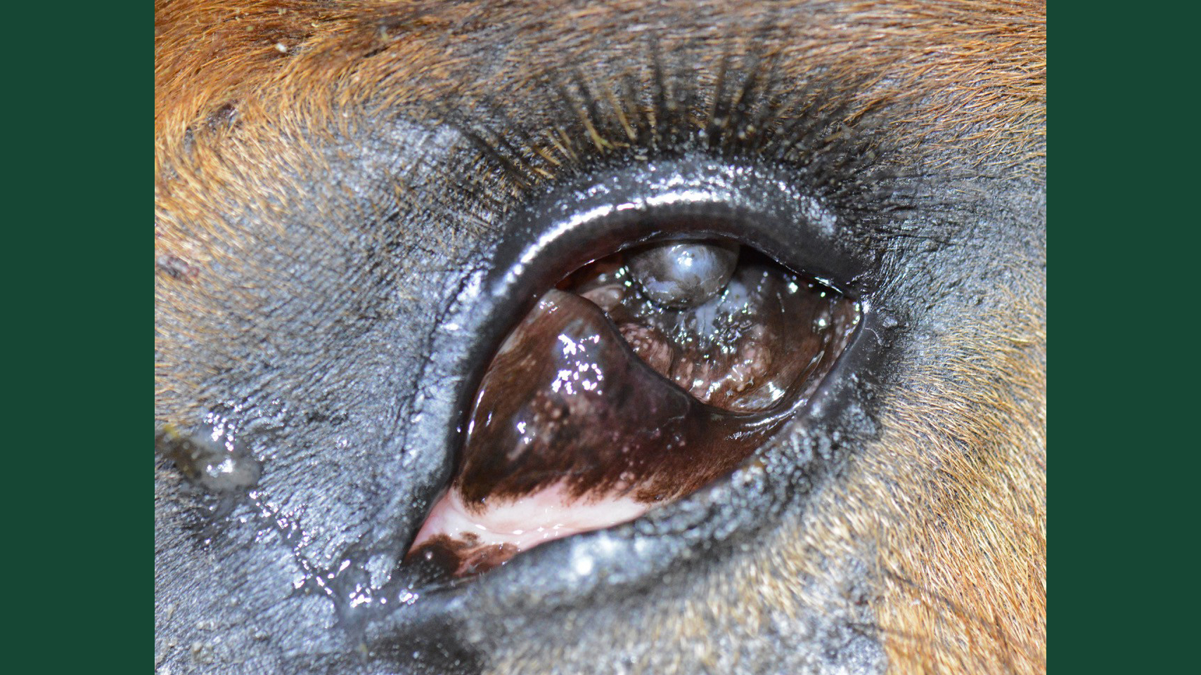 Photo of a horse with the born defect of missing a developed eye.