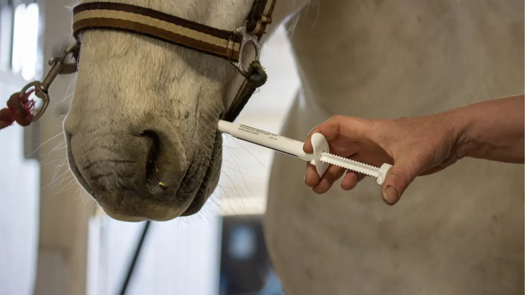 Photo of a horse being given dewormer in its mouth.