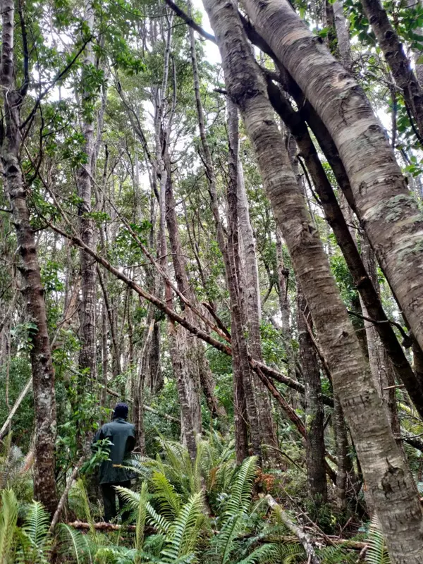 Forest structure at Bahía Cordes
