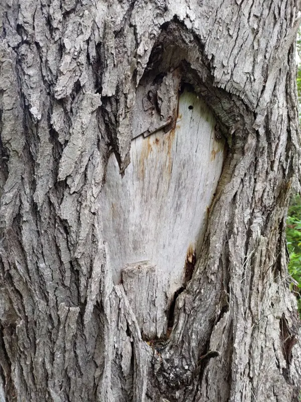 Smaller bark scar with clear marks made by cutting tools.