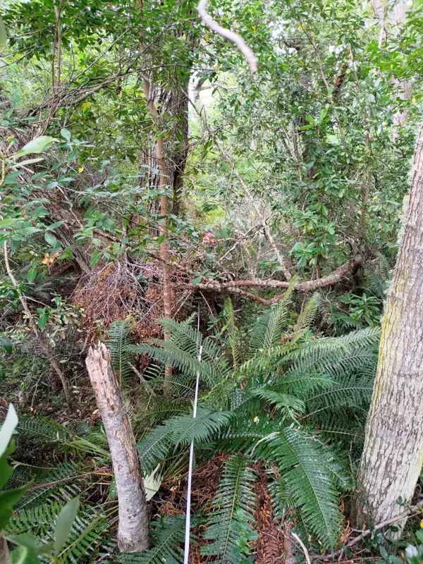Dense rainforest with ferns, dead wood and thick undergrowth.