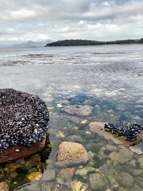Mussels clustered on rocks in shallow coastal water with an island in the background.