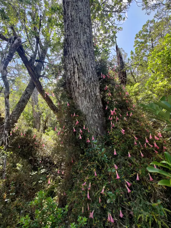 Forest scene with trees and pink bell-shaped flowers growing along a trunk.