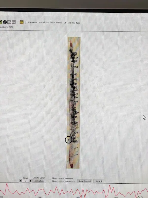 Träprov med markerade årsringar visas på en datorskärm.