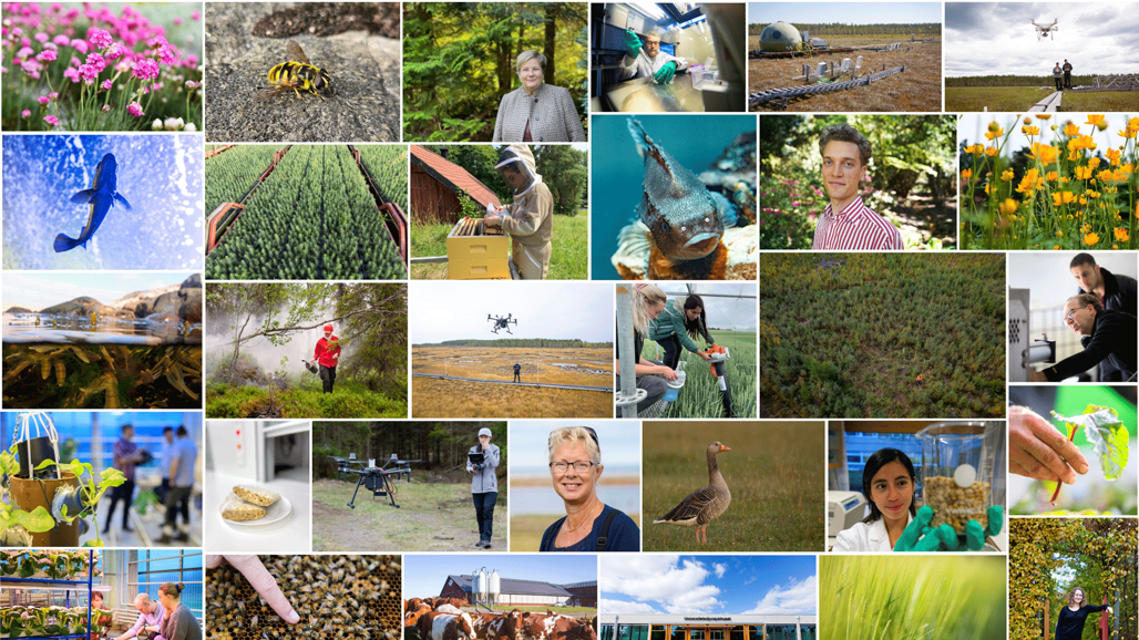 Image collage containing lots of different activity and generic pictures from SLU's activities.