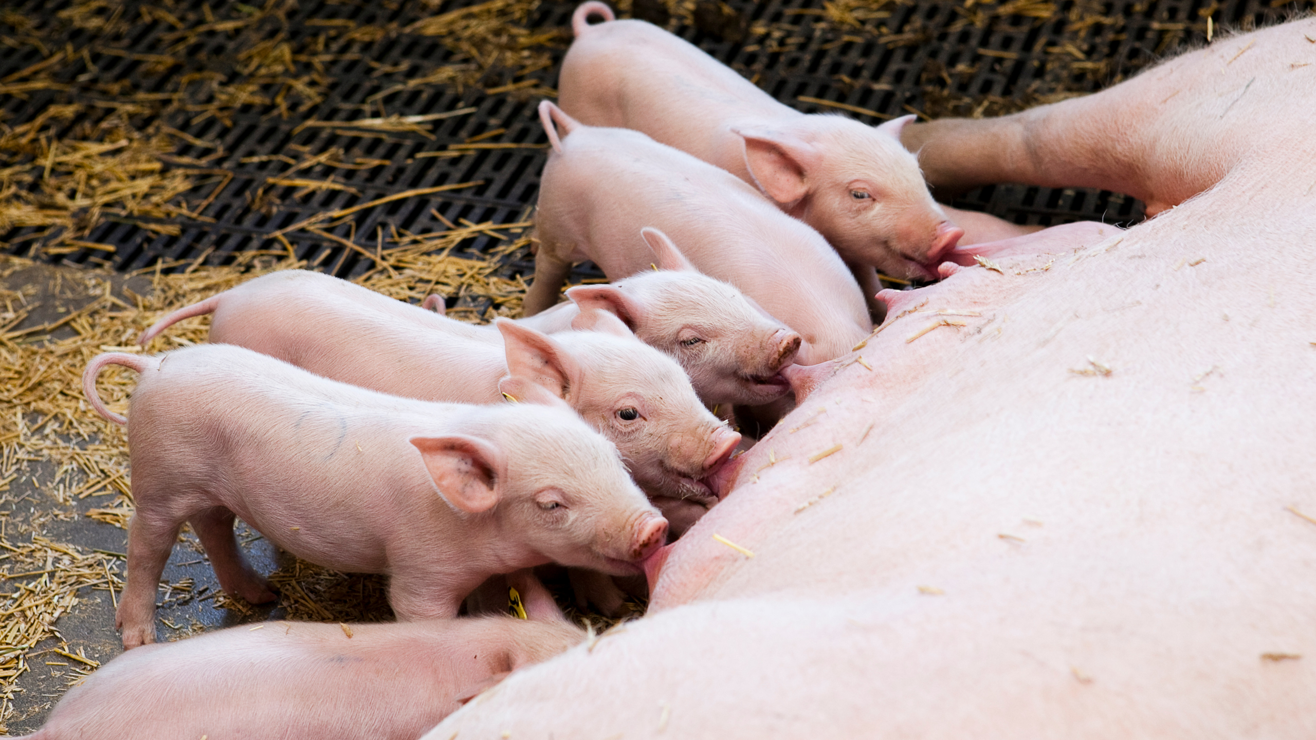 Piglets suckling