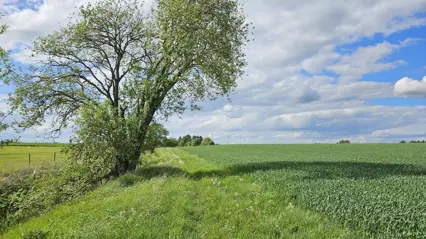 Agricultural landscape with a submerged stream