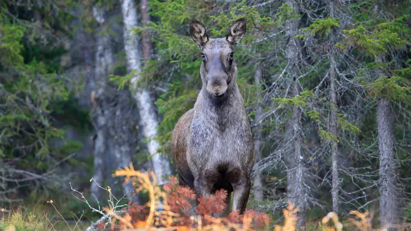 En älg står i skogen och tittar rakt in i kameran mellan träden och lövverket.