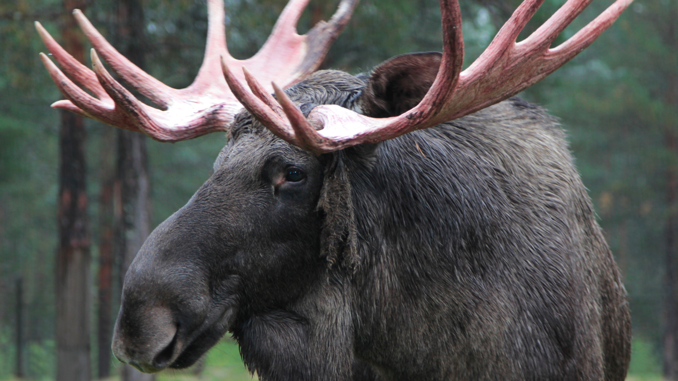 Älg med stora horn.