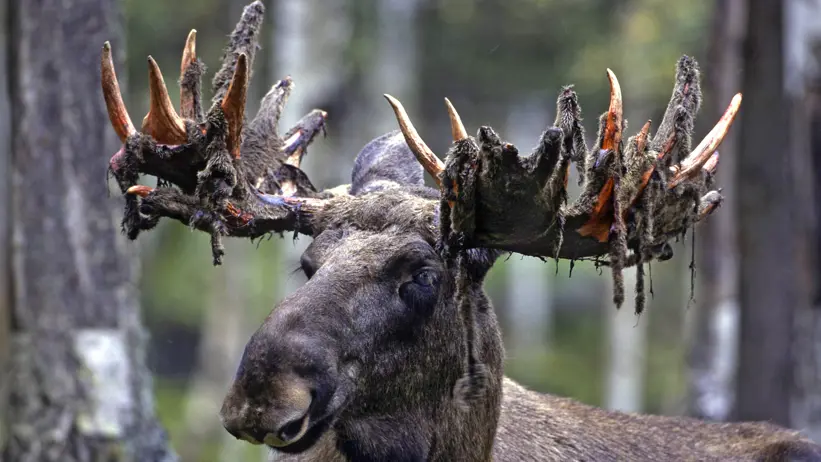 Älgtjur med lös hud hängandes i hornen.