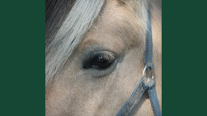 Närbild på ett hästöga hos en norsk fjordhäst.