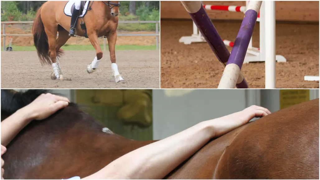 A collage of three pictures showing: one dressage horse, one show jumping-grid and the back of a horse being examined at the veterinary clinic.