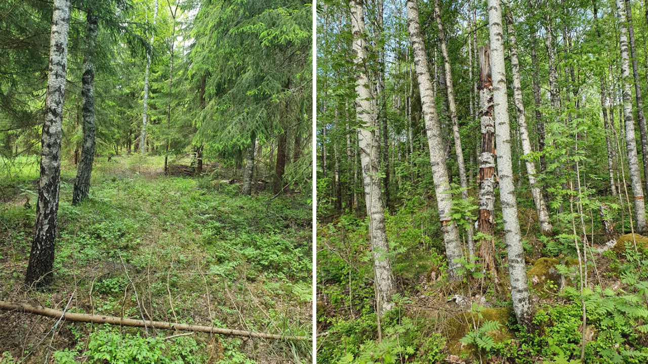 En skog uppdelad i två delar; till vänster finns täta tallar och en smal stig, till höger höga björkar med lövrik undervegetation.