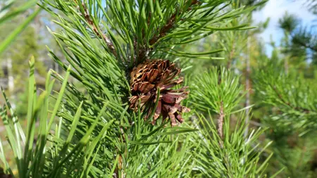 contortakottar.