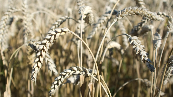 Wheat field
