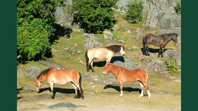 Foto av en flock islandshästar i grönskande landskap.