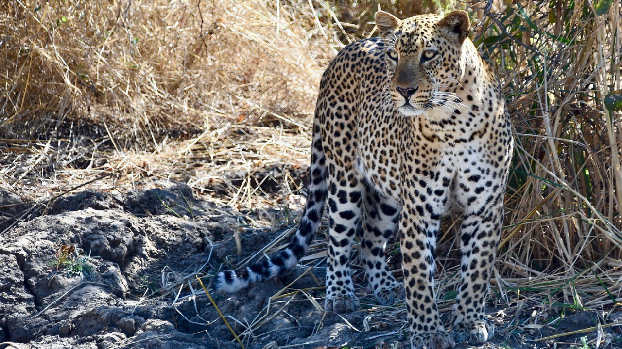 En leopard står på vakt i torr, gräsbevuxen terräng, där dess fläckiga päls smälter in i omgivningen. Scenen förmedlar en känsla av smygande och vaksamhet.