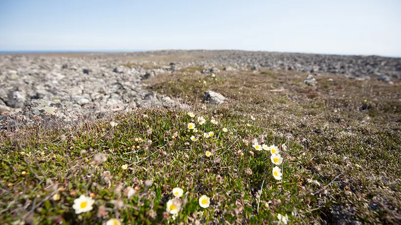 Små vita blommor på fjällsida