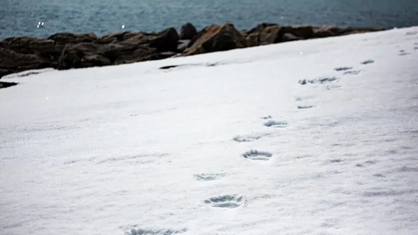 spår av isbjörn i snö