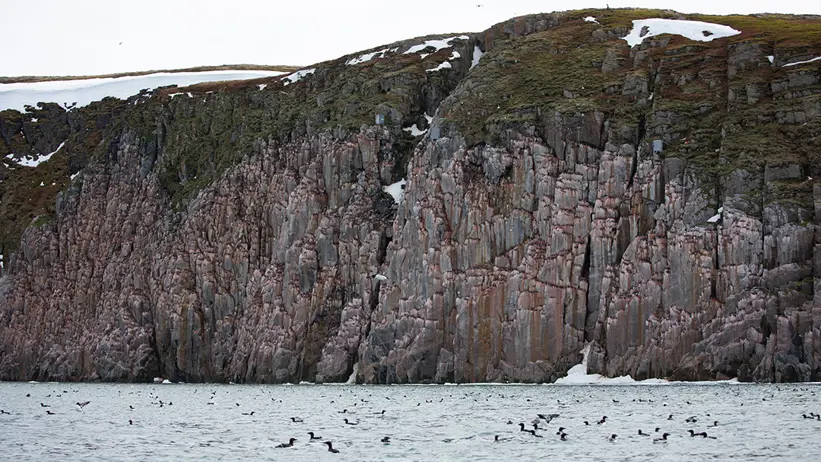 brant klippa med häckande fåglar