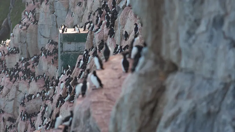 havsfåglar som häckar på en klippa