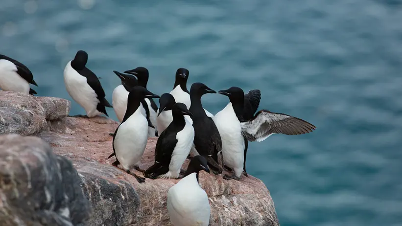 Grupp av havsfåglar på klippa