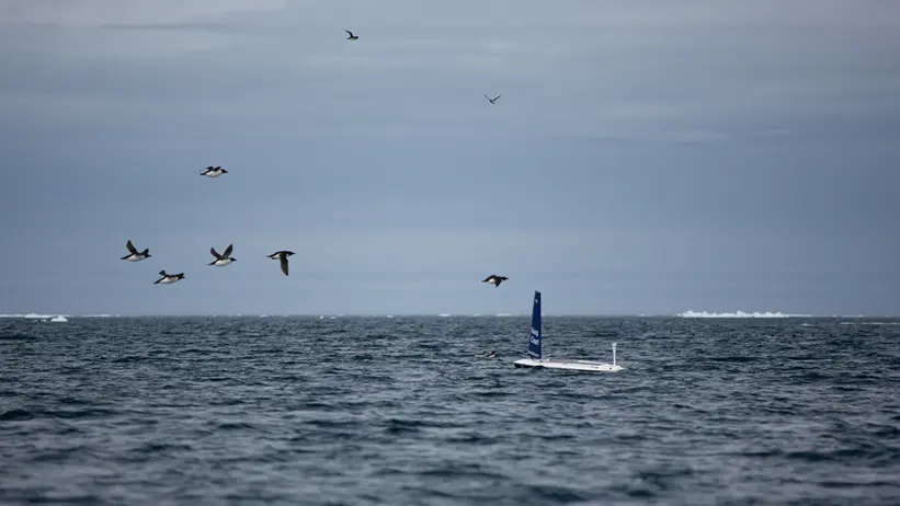 Seglande drönare med havsfåglar som flyger ovanför
