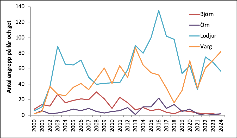 Diagram: Rovdjursangrepp på får och getter i Sverige 2000–2024