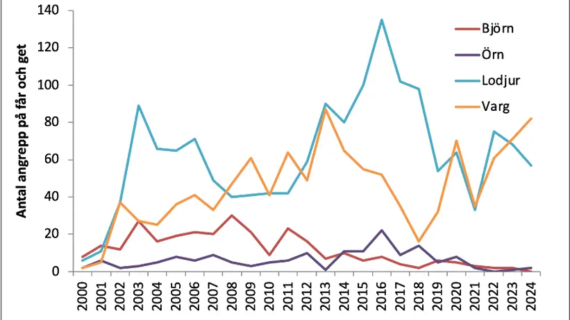 Diagram: Rovdjursangrepp på får och getter i Sverige 2000–2024