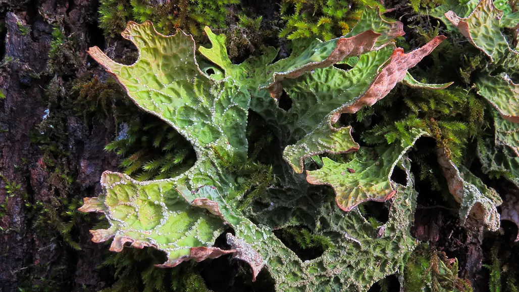 Grönt blad med rosa kanter. Foto